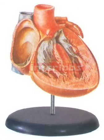 BIG ADVADCED ANATOMICAL HEART MODEL (INTERIOR OF THE VENTRICLES AND THE INTERVENTRICULAR SEPTUM)